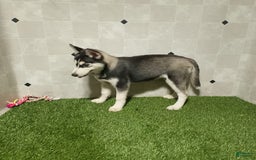 Siberian Husky dogs for sale: Laurie - Image 10