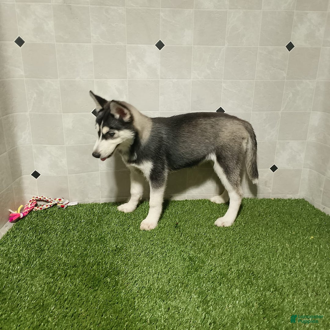 Siberian Husky dogs for sale: Laurie - Image 10