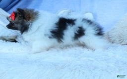 Pomeranian dogs for sale: Betzy - Image 12