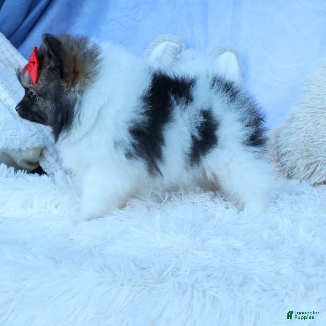 Pomeranian dogs for sale: Betzy - Image 12