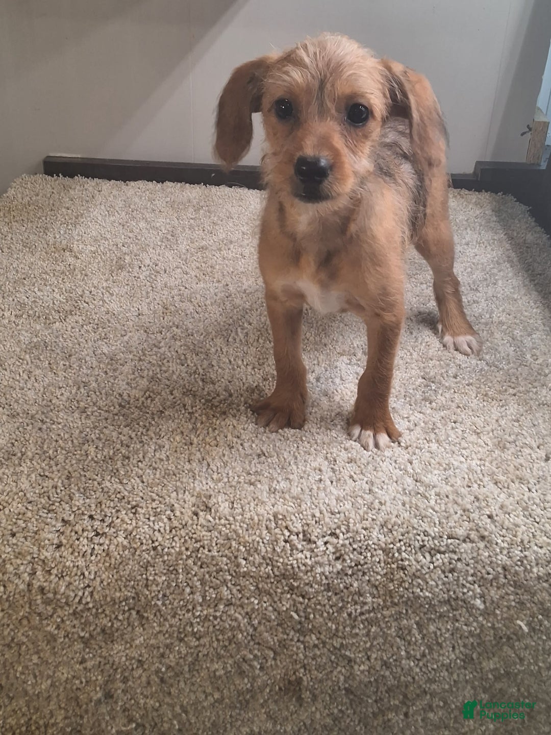 Jackapoo dogs for sale: Sandy - Image 1
