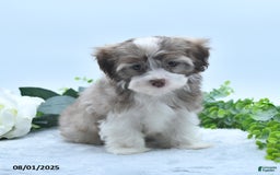 Havanese dogs for sale: Omer - Image 2