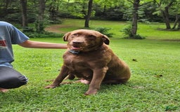Labradoodle dogs for sale: Gracie - Image 12