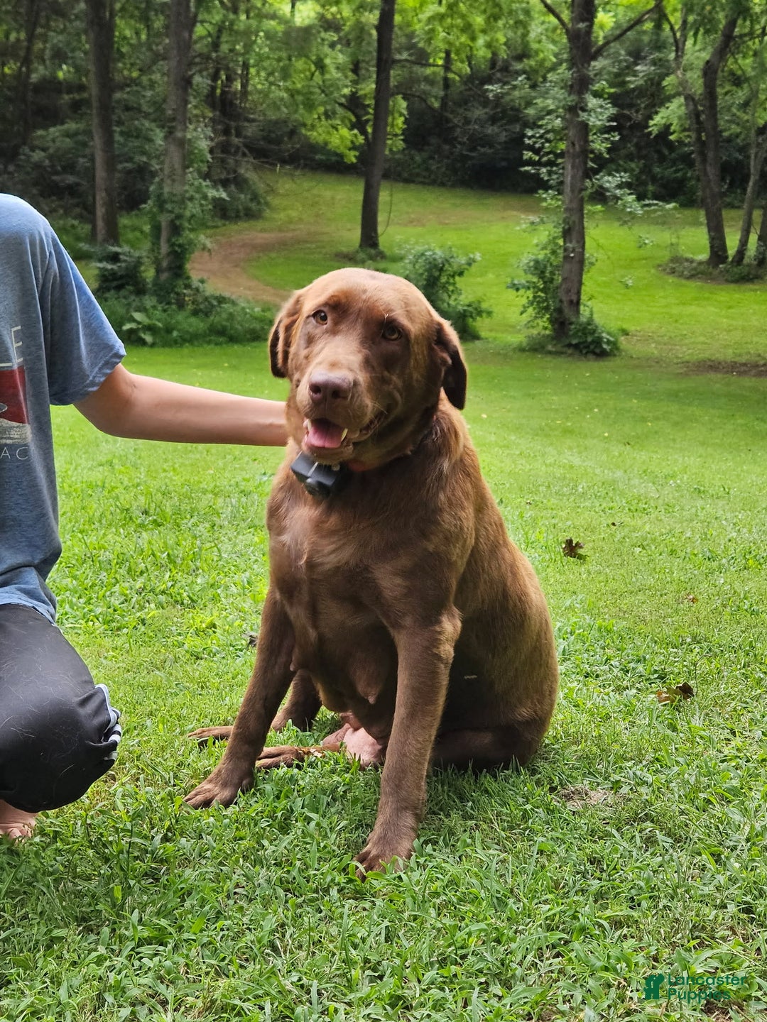 Labradoodle dogs for sale: Gracie - Image 12