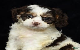 Cavapoo dogs for sale: Jenna - Image 6
