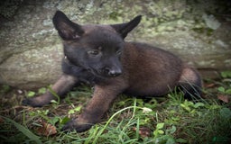 Belgian Malinois dogs for sale: Odessa - Image 4
