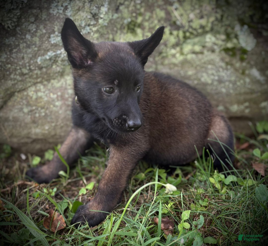 Belgian Malinois dogs for sale: Odessa - Image 4