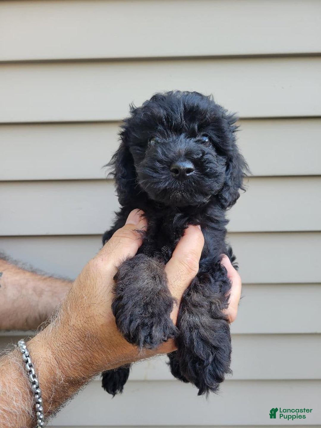 Morkie dogs for sale: Mason - Image 3
