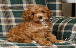 Cavapoo dogs for sale: Rocky - Image 3