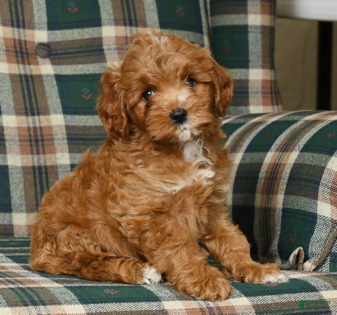 Cavapoo dogs for sale: Rocky - Image 3