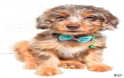 Mini Aussiedoodle dogs for sale: Esther - Image 2