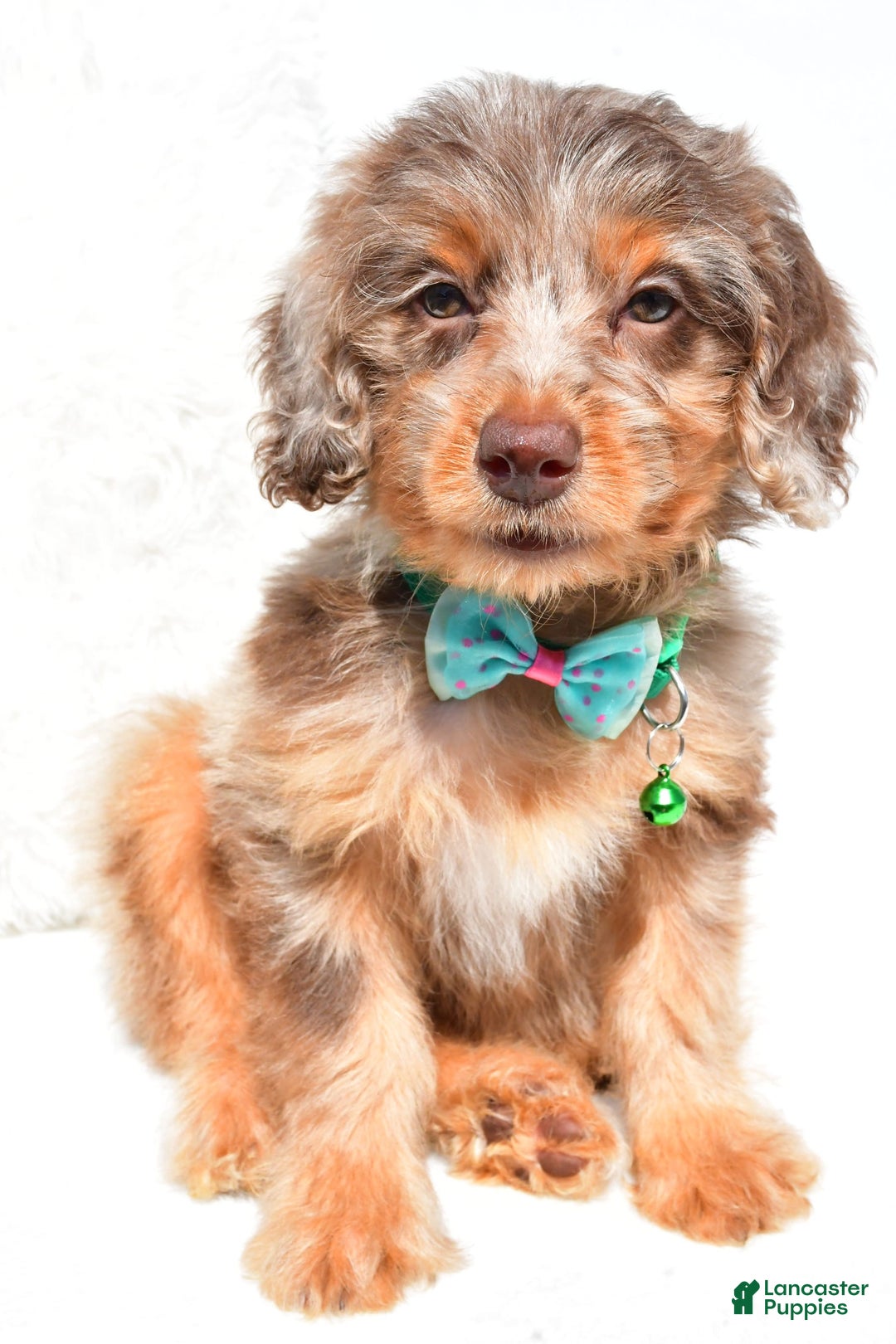 Mini Aussiedoodle dogs for sale: Esther - Image 2