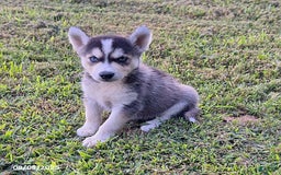 Gerberian Shepsky dogs for sale: Blaze - Image 1