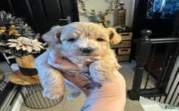 Maltipoo dogs for sale: Simo - Image 1
