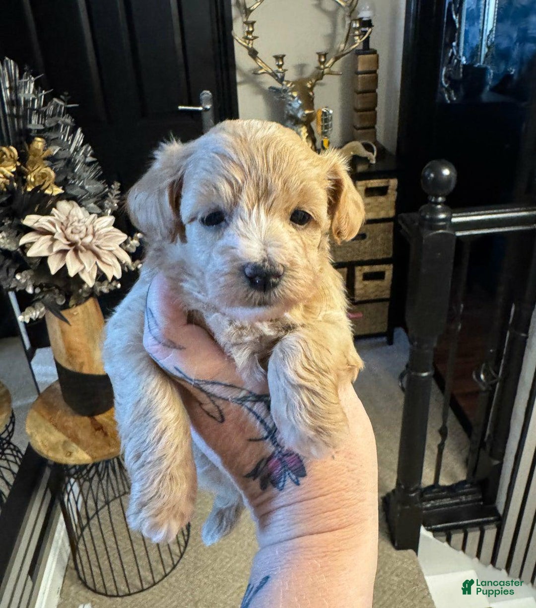 Maltipoo dogs for sale: Simo - Image 1