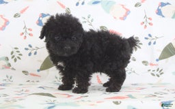 Toy Poodle dogs for sale: Bennet - Image 4