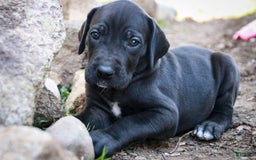 Great Dane dogs for sale: Selene - Image 24
