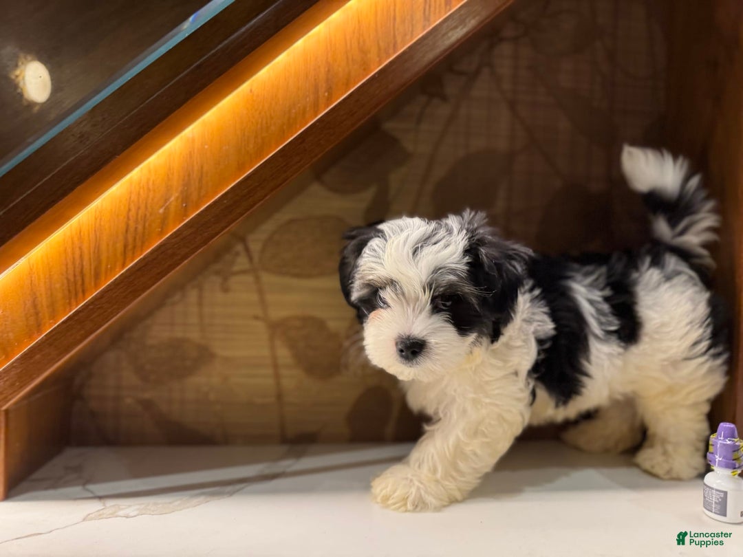 Morkie dogs for sale: Handsome big boy - Image 3