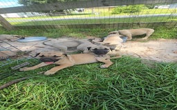 Presa Canario dogs for sale: Perro De Presa Canario - Image 6