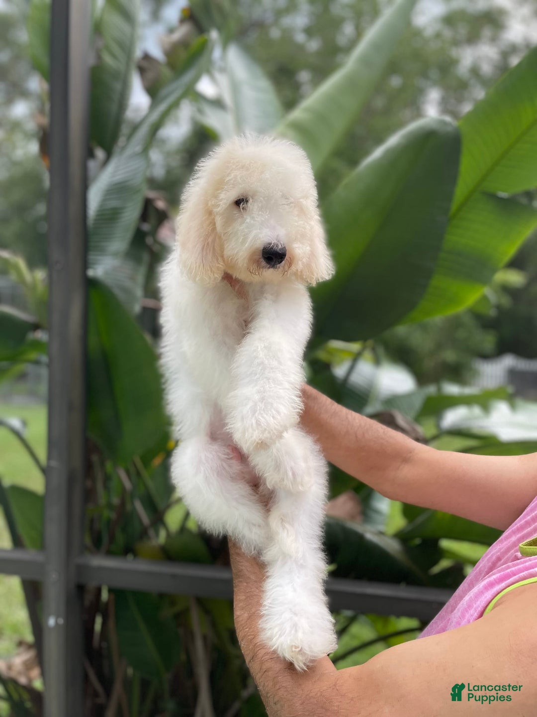 Goldendoodle dogs for sale: Faith - Image 3