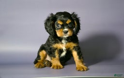 Cavalier King Charles Spaniel dogs for sale: Annie - Image 4