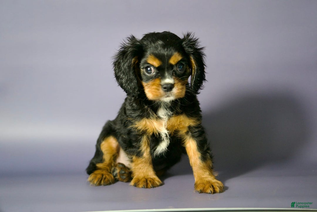 Cavalier King Charles Spaniel dogs for sale: Annie - Image 4