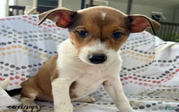 Jack Russell Terrier dogs for sale: Tahiti - Image 1