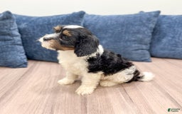 Cavapoo dogs for sale: Max - Image 2