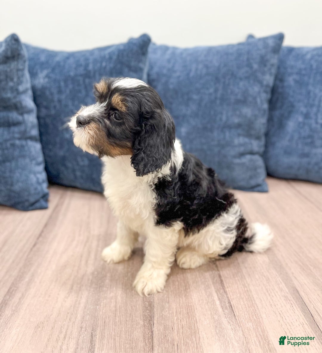 Cavapoo dogs for sale: Max - Image 2