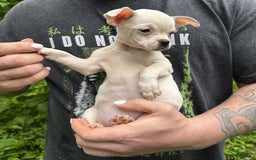 Chihuahua dogs for sale: Bianca - Image 2