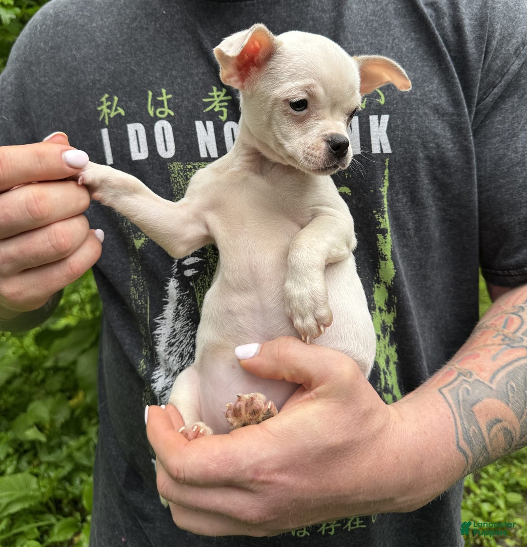 Chihuahua dogs for sale: Bianca - Image 2