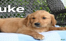 Golden Retriever dogs for sale: Luke - Image 1