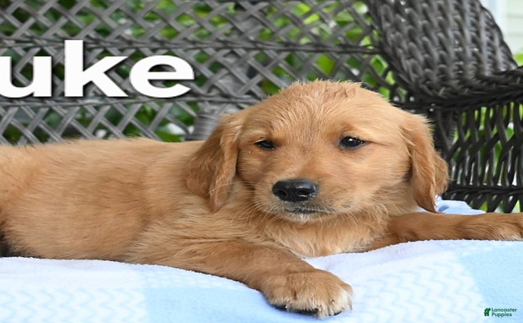 Golden Retriever dogs for sale - Ad 4