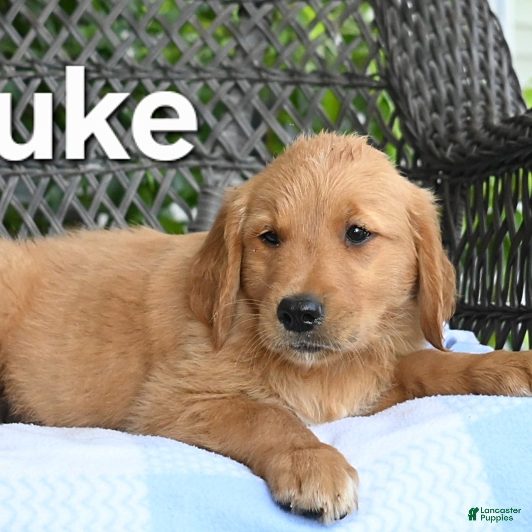 Golden Retriever dogs for sale: Luke - Image 1