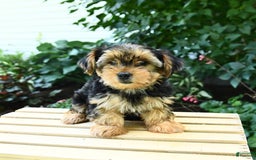 Yorkshire Terrier dogs for sale: Benny - Image 10