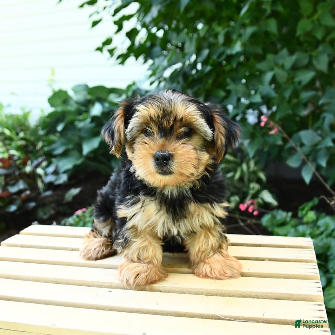 Yorkshire Terrier dogs for sale: Benny - Image 10