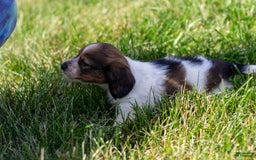 Miniature Dachshund dogs for sale: Bear - Image 11