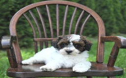 Miniature Poodle dogs for sale: Tucker Extra Small - Image 3