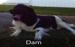 Newfoundland dogs for sale: Walter - Image 6