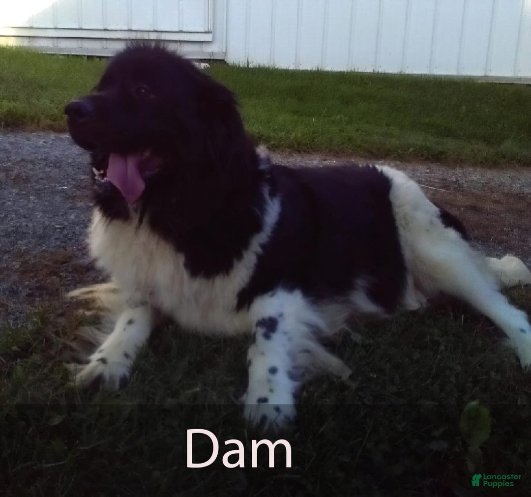 Newfoundland dogs for sale: Walter - Image 6
