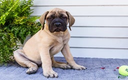 English Mastiff dogs for sale: Hazel - Image 20