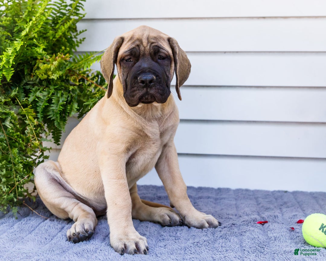 English Mastiff dogs for sale: Hazel - Image 20