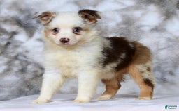  dogs for sale: Sandy - Image 4
