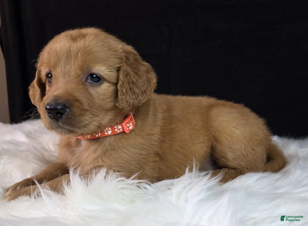 Goldendoodle dogs for sale: Robyn - Image 10