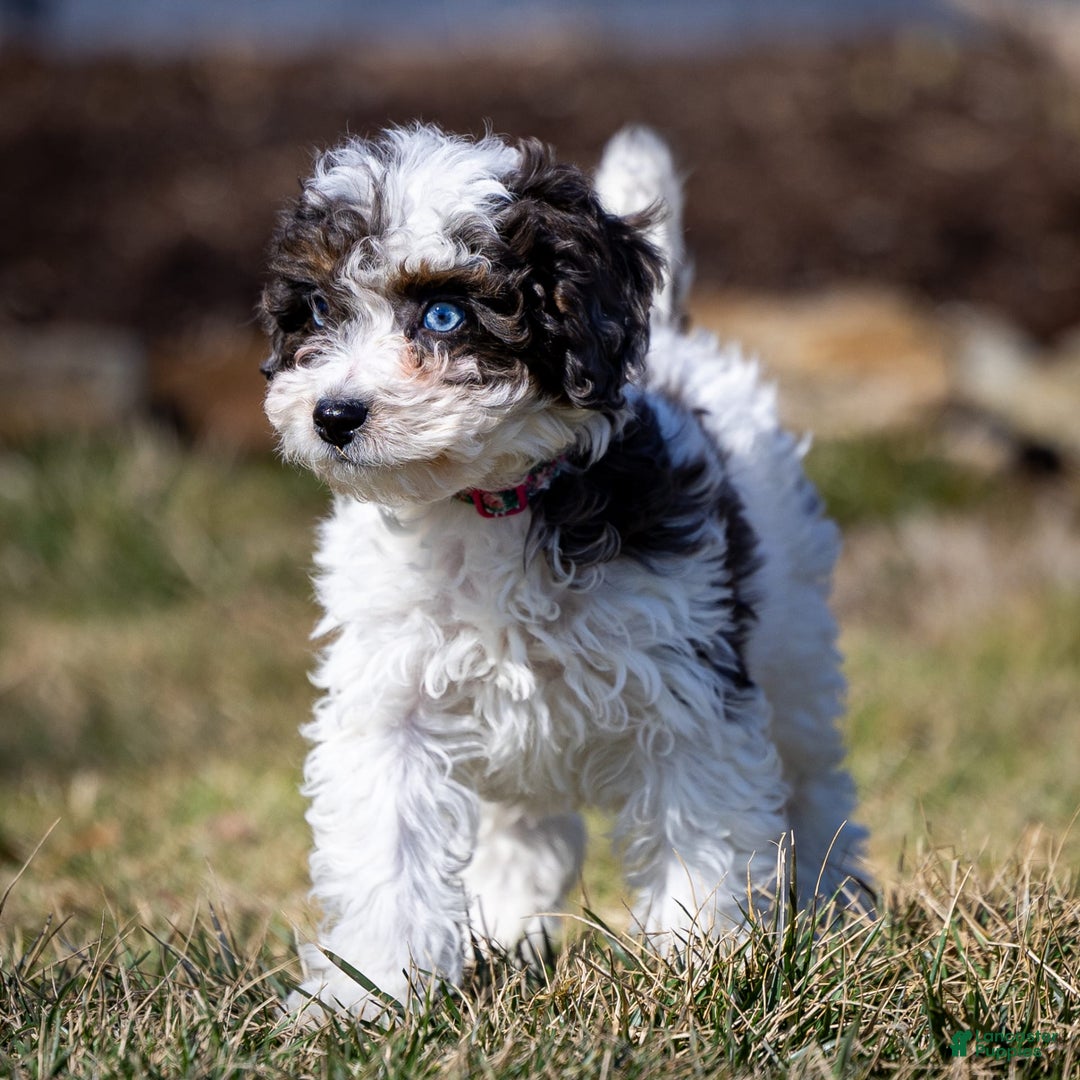 Cavapoo dogs for sale: Timon - Image 9