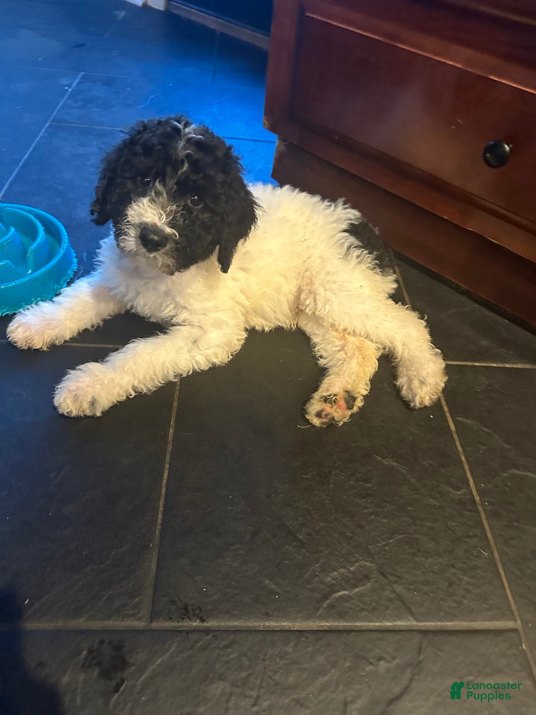 Standard Poodle dogs for sale: King - Image 3