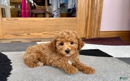 Cavapoo dogs for sale: Jaron F1b - Image 1