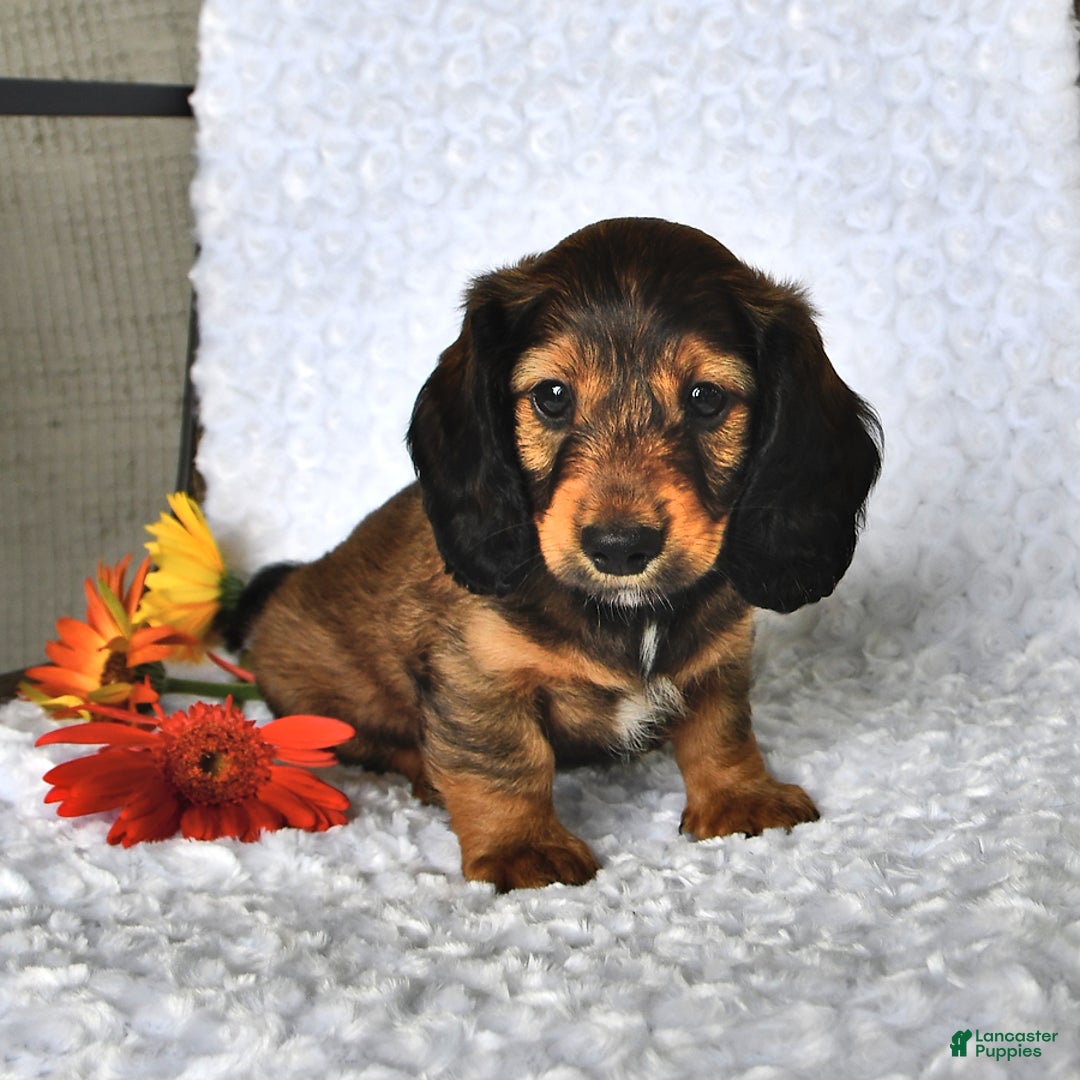 Miniature Dachshund dogs for sale: Kyle - Image 2