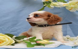 Cavalier King Charles Spaniel dogs for sale: Diamond - Image 7