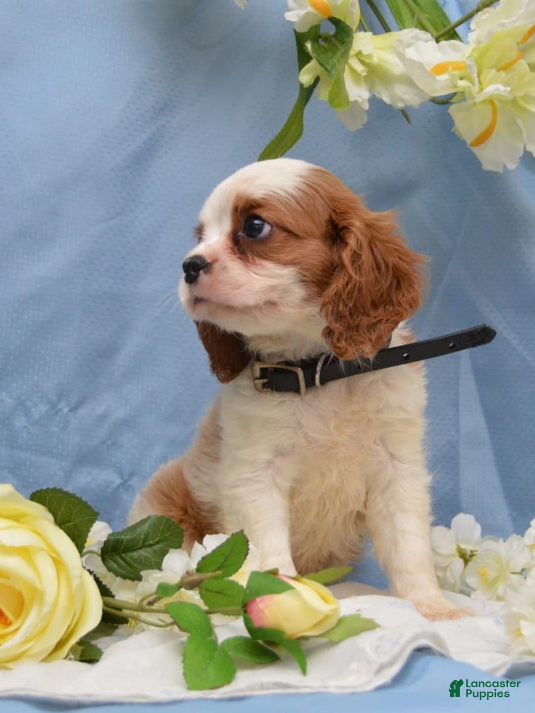 Cavalier King Charles Spaniel dogs for sale: Diamond - Image 7